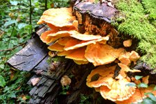DSC_0208-EDIT.jpg