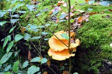 DSC_0195.JPG
