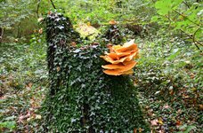 DSC_0185.JPG