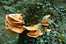 DSC_0209.JPG