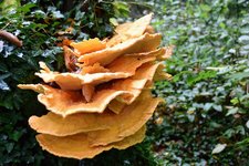 DSC_0203.JPG