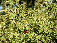 DSC_0262-EDIT.jpg