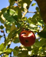 DSC_0267.JPG