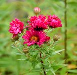 DSC_0007-EDIT.jpg