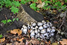DSC_0214.JPG