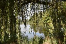 DSC_0240.JPG