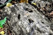 DSC_0095-EDIT.jpg
