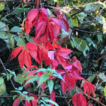 IMG_7266.JPG