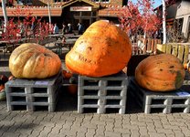 DSC_0032-EDIT.jpg