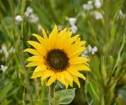 DSC_0254-EDIT.jpg