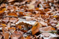 DSC_0089-EDIT.jpg