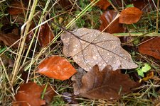 DSC_0161.JPG DSC_0161.JPG