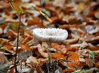 DSC_0280-EDIT.jpg