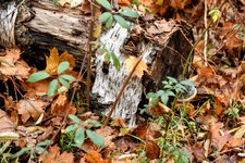 DSC_0227-EDIT.jpg