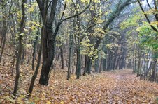 DSC_0011.JPG