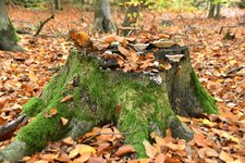 DSC_0105.JPG