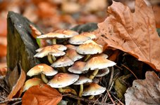 DSC_0275-EDIT.jpg