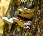 DSC_0290-EDIT.jpg