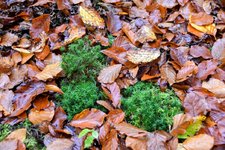 DSC_0080-EDIT.jpg