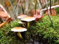 DSC_0134.JPG