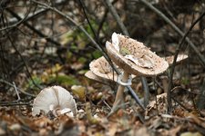 DSC_0204.JPG