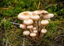 DSC_0376.JPG