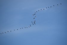 DSC_0095.JPG DSC_0095.JPG
