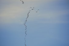 DSC_0081.JPG