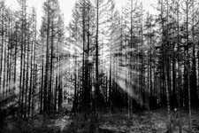 Harz.jpg Harz.jpg