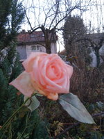 IMG_20241226_163657.jpeg
