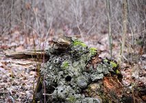 DSC_0006 (1).JPG