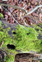 DSC_0225.JPG