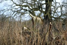 DSC_0150.JPG