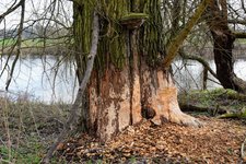 DSC_0062.JPG