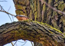 DSC_0116-EDIT.jpg