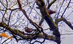 DSC_0126-EDIT-EDIT-EDIT.jpg