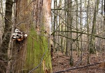 DSC_0123.JPG
