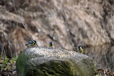 DSC_0220.JPG