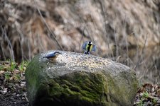 DSC_0228.JPG