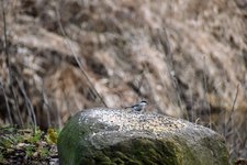 DSC_0224.JPG