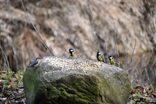 DSC_0221.JPG