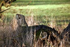DSC_0241.JPG