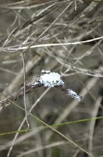 DSC_0356.JPG