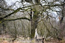 DSC_0118-EDIT.jpg