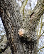 DSC_0240-EDIT.jpg