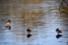 DSC_0266-EDIT.jpg
