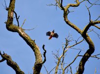DSC_0154-EDIT.jpg