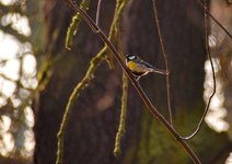 DSC_0217-EDIT.jpg
