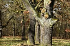 DSC_0206.JPG