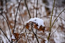 DSC_0098-EDIT.jpg
